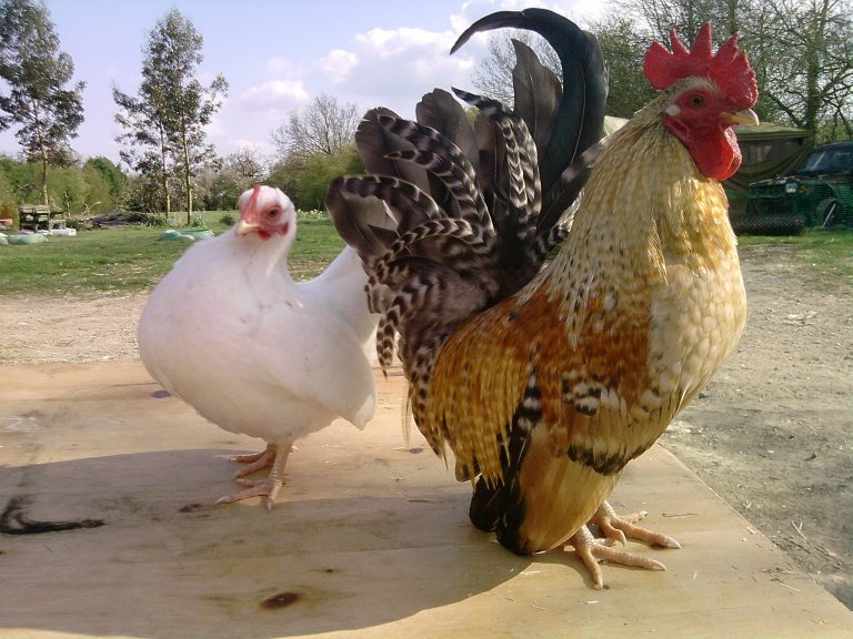 Jenis Ayam Unik dan Langka yang Tersebar di Seluruh Indonesia