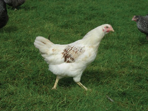 Jenis Ayam Unik Dan Langka Yang Tersebar Di Seluruh Indonesia 