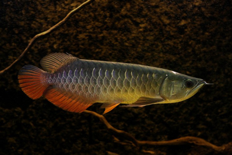 Ikan Arwana Red Tail Golden 