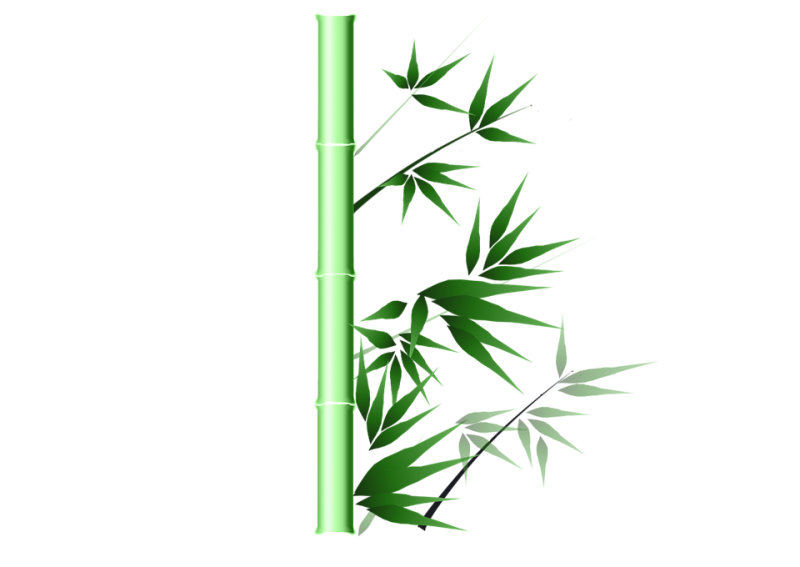 Jenis jenis Bambu  Hias Lengkap Dengan Wallpaper Gambar Bambu 
