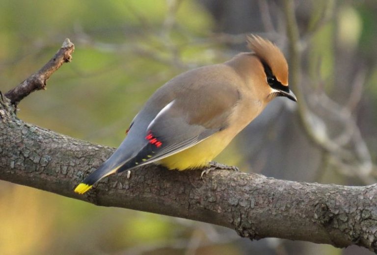 √ 70 Jenis Burung Liar yang Ada di Indonesia (Kicauan, Hias, dan Tarung)