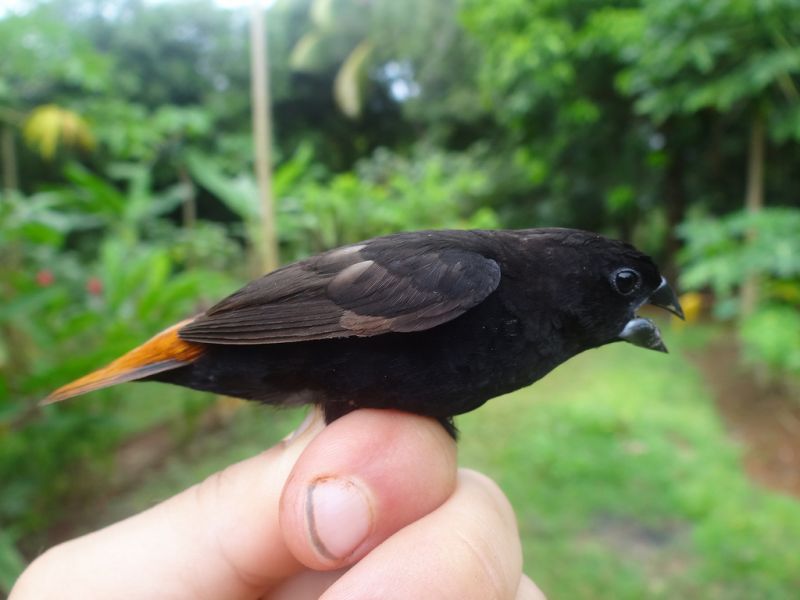  Gambar Burung Pipit Bandol Gereja Emprit Beserta 