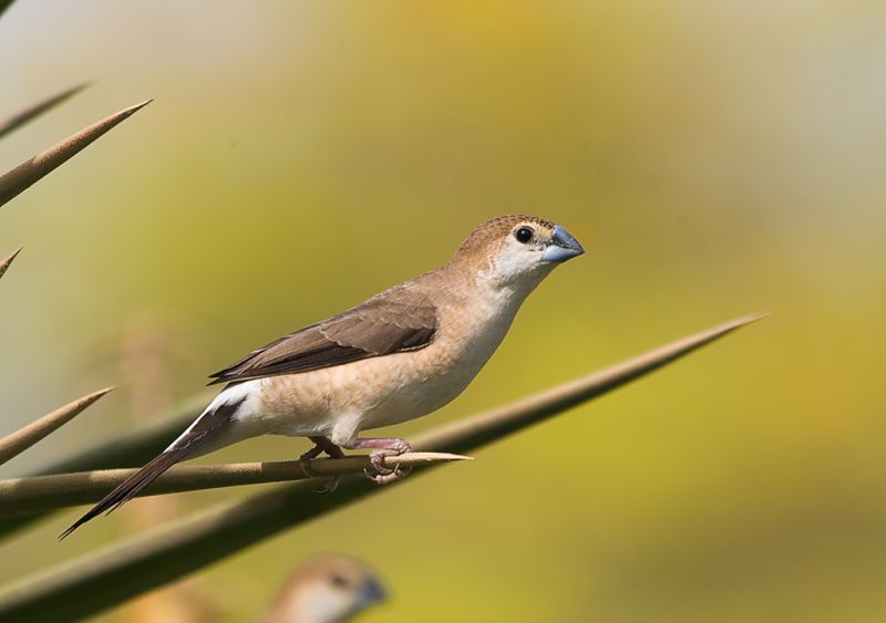  Gambar Burung Pipit Bandol Gereja Emprit Beserta 