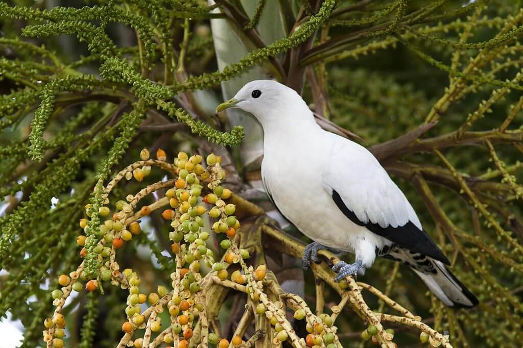 Ducula bicolor » alihamdan