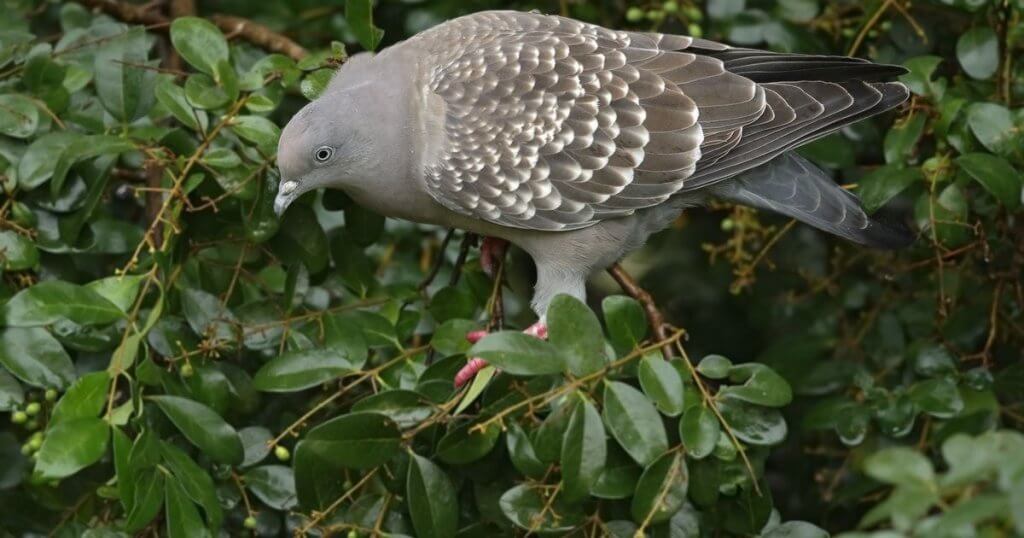 Gambar Burung Dara Merpati Dan Sejenisnya Alihamdan