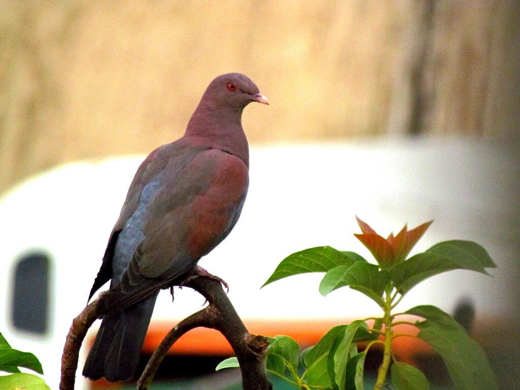 Red-billed pigeon » alihamdan