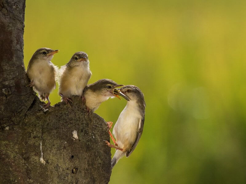 Jenis Burung Prenjak Paling Ramai di Pasar Indoneisa 