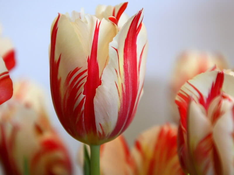 80 Gambar Ragam Hias Bunga Tulip Terlihat Keren