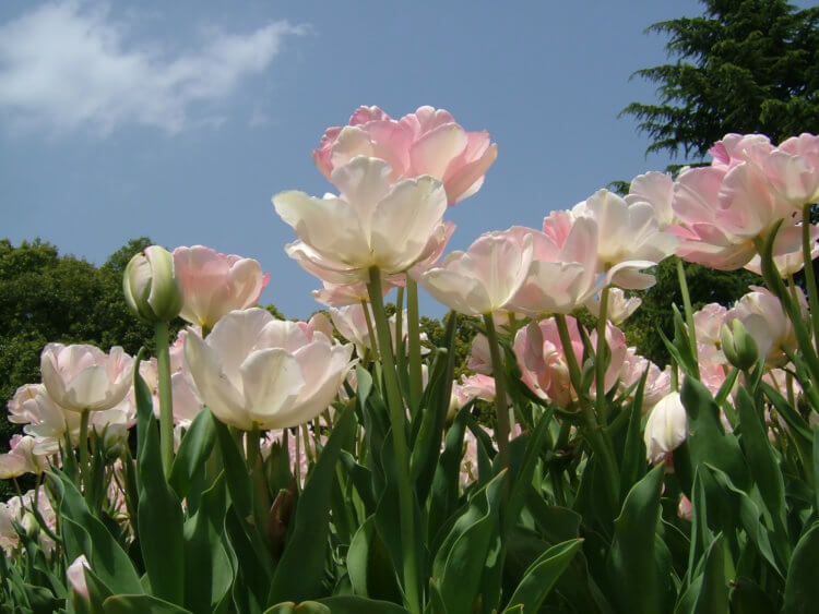 95+ Gambar Lukisan Bunga Tulip Mekar Terlihat Keren