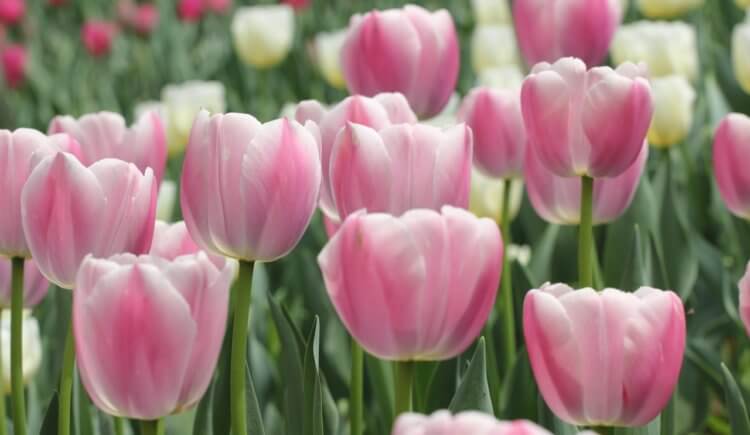 80 Gambar Ragam Hias Bunga Tulip Terlihat Keren