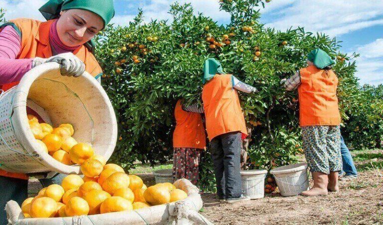 Cara Menanam Jeruk Beserta Perawatan Yang Baik Agar Buah Manis Lengkap