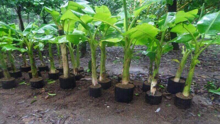 cara menanam pohon pisang