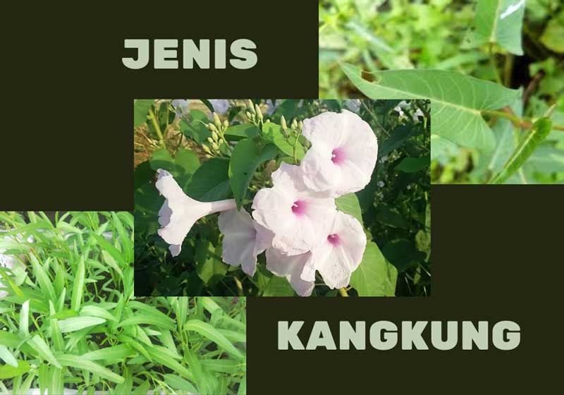 jenis jenis kangkung