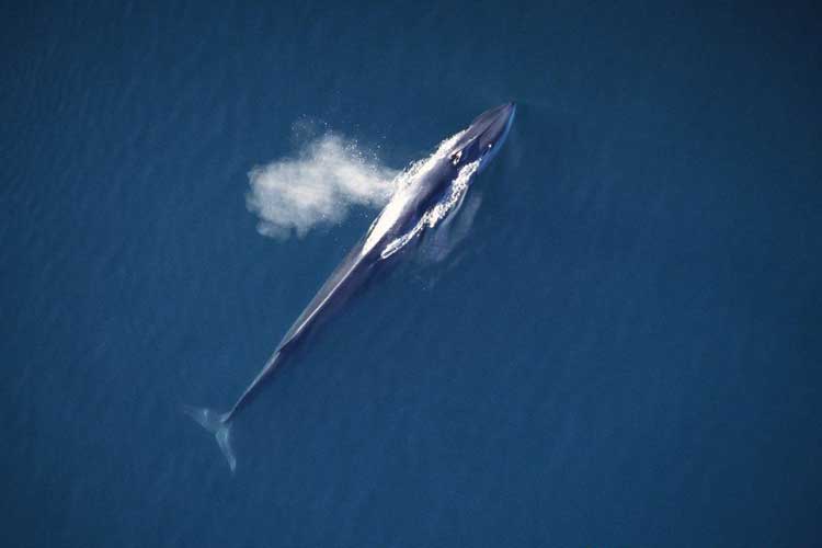 gambar ikan paus sirip