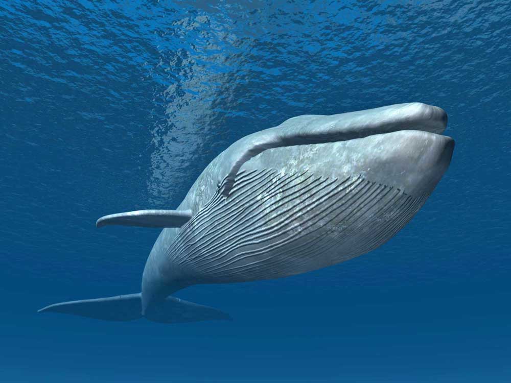 ikan paus biru raksasa di laut lepas
