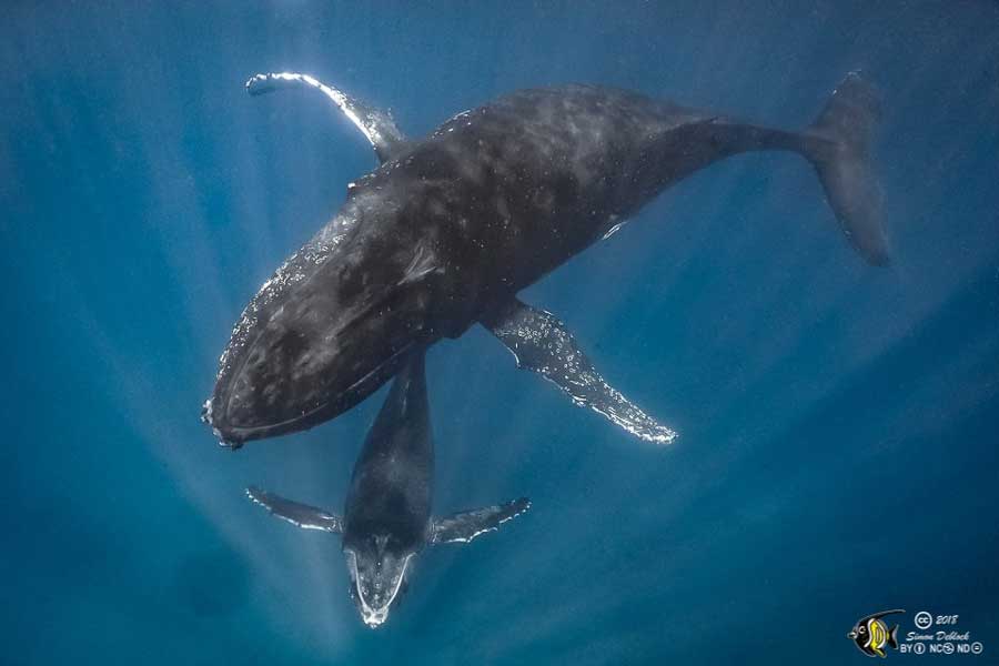 gambar ikan paus bungkuk