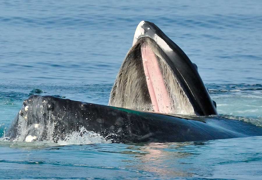 foto paus bungkuk makan