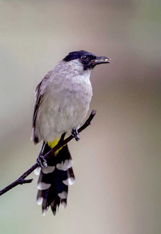 Burung Kutilang: Jenis, Cara Merawat, Harga, dan Suara Masteran Mp3