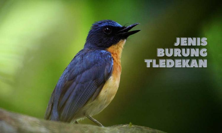 Jenis Burung Tledekan Sikatan Lengkap Dengan Gambarnya