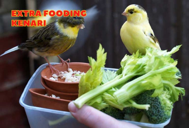 Burung Kenari