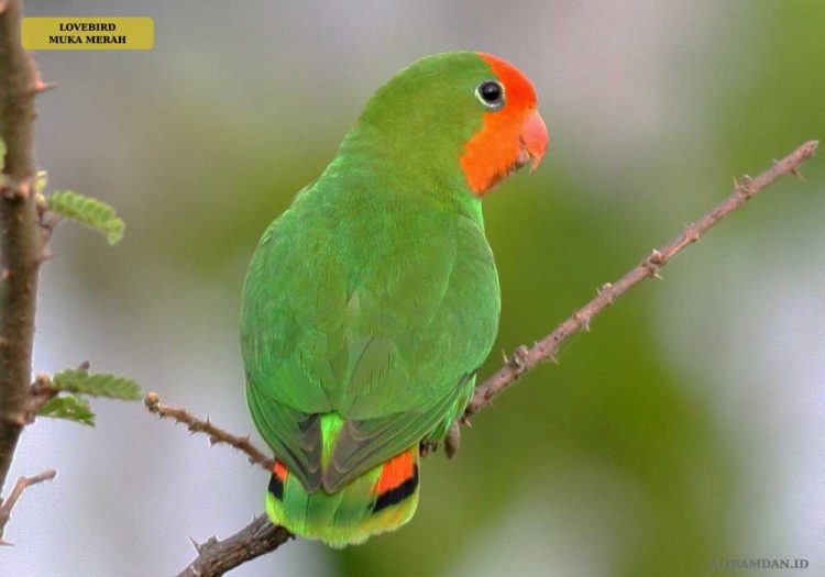 Burung Lovebird: Jenis dan Cara Ampuh Membedakan Kelaminnya 100%