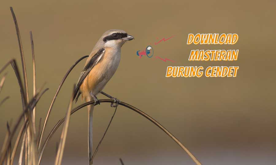 Download Suara Burung Dudut Betina - Download Suara Masteran Burung