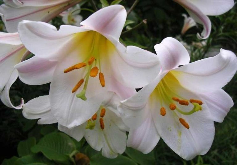  Jenis Bunga Lily dan Cara Menanamnya