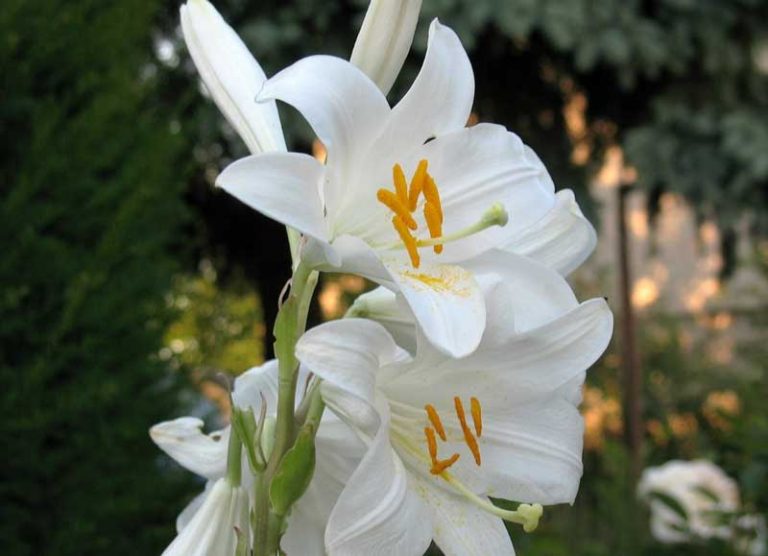  Jenis Bunga Lily dan Cara Menanamnya