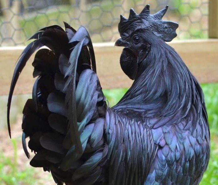 JUAL AYAM HIAS  JAKARTA  JOGJA  BANDUNG  TERMURAH DI 