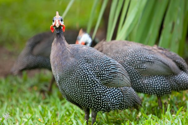 JUAL AYAM HIAS  JAKARTA  JOGJA  BANDUNG  TERMURAH DI 